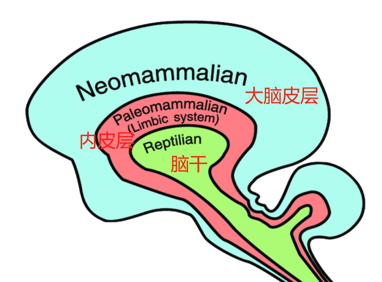 大脑结构